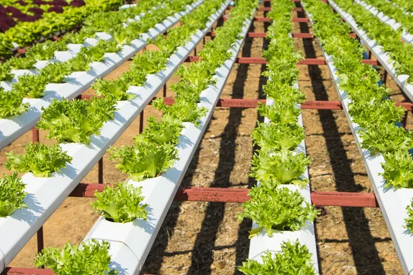 Organic hydroponic vegetable — Stock Photo, Image