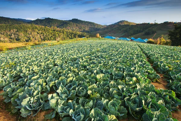 Planting cabbage — Stock Photo, Image