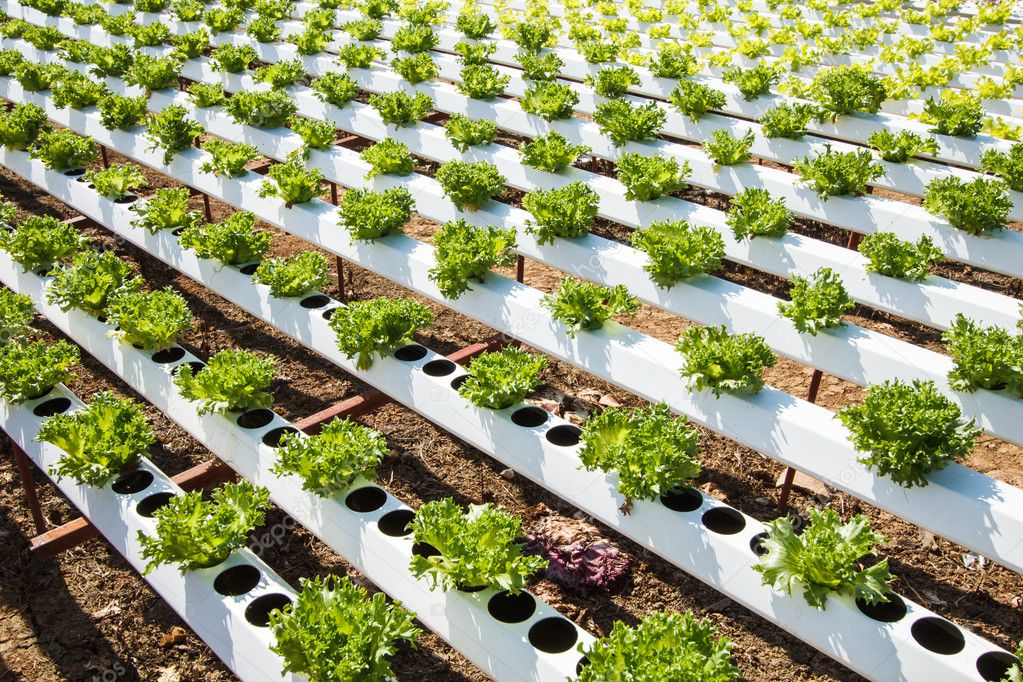 Organic hydroponic vegetable 