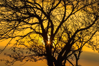 Sunrise ağaç dalı arasında 