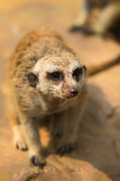 Meerkat veya suricate, suricata suricatta — Stok fotoğraf