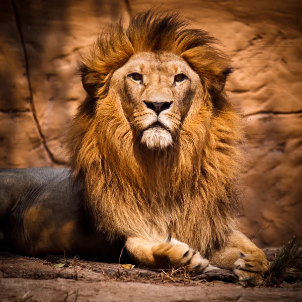 Λιοντάρι Φωτογραφία Αρχείου