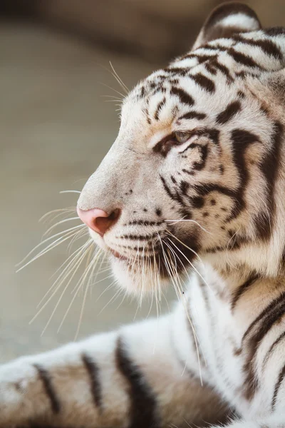 Portrait de profil un tigre blanc — Photo