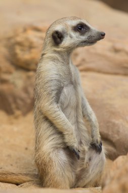 meerkat veya suricate, suricata suricatta 