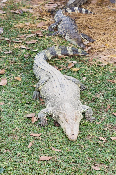 Cocodrilo — Foto de Stock