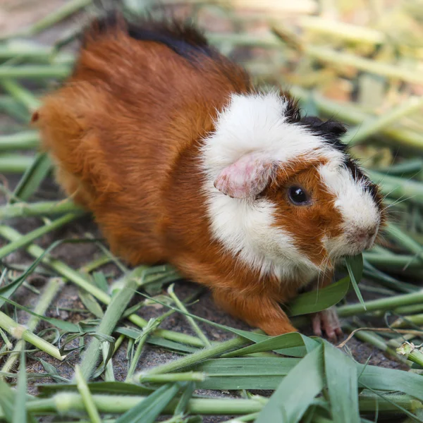 Guinea pig — Stock Photo, Image