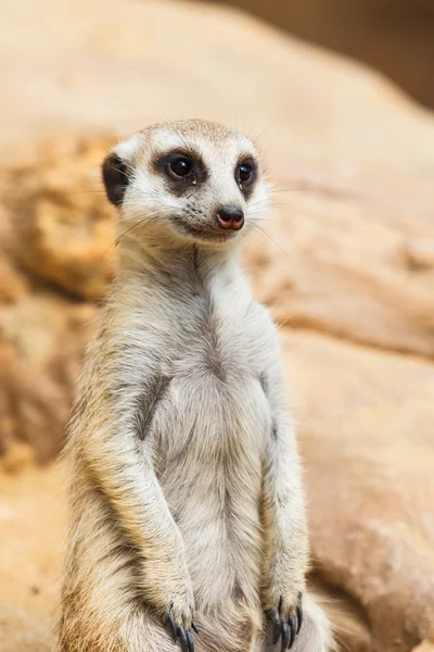 Meerkat of suricate, suricata suricatta — Stockfoto