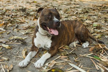 Pitbull köpeği