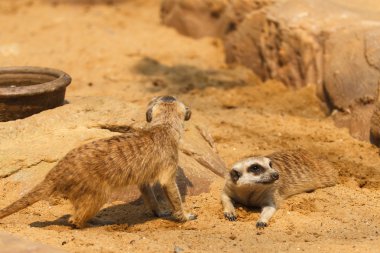 meerkat veya suricate, suricata suricatta 