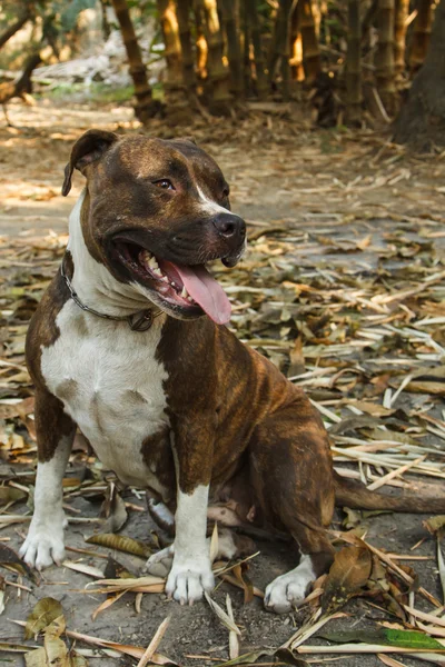 Pitbull σκυλί — Φωτογραφία Αρχείου