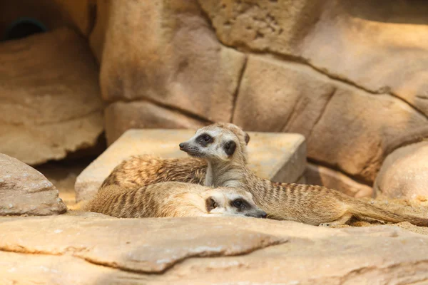 猫鼬或 suricate，suricata suricatta — 图库照片