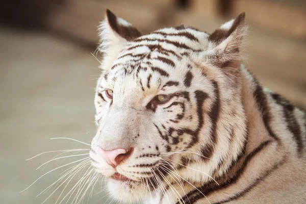 Ritratto di profilo una tigre bianca — Foto Stock