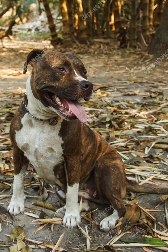 pitbull 狗在背景的脸– 图库图片