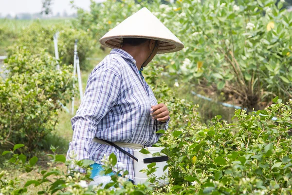 茉莉花的园丁 — 图库照片