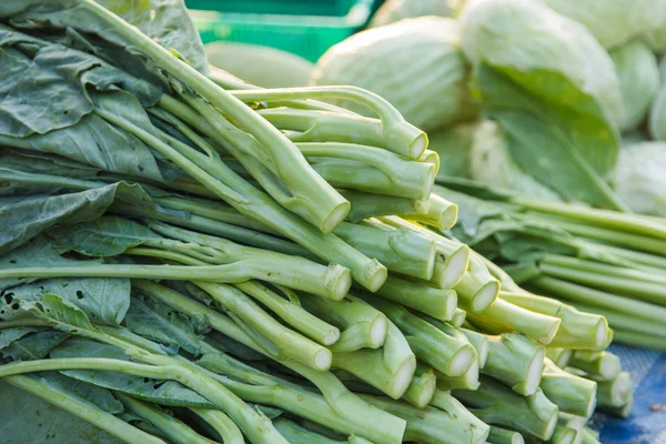 Kale vegetable — Stock Photo, Image