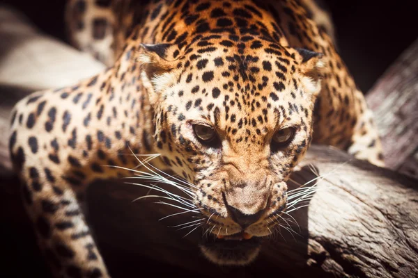 Leopard — Stock Photo, Image