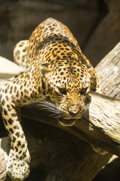  Leopard 