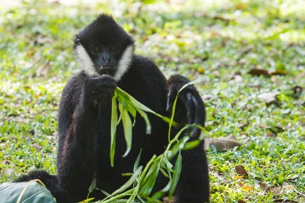 Gibbon de faces brancas — Fotografia de Stock