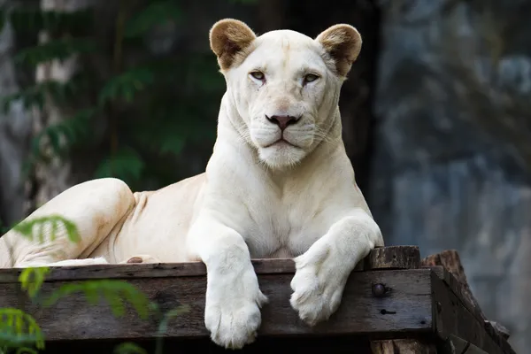 Tigre blanco — Foto de Stock