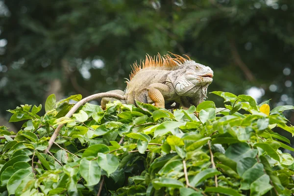 Leguan — Stockfoto