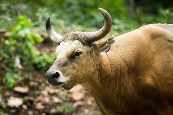 Gaur — Stock Photo, Image