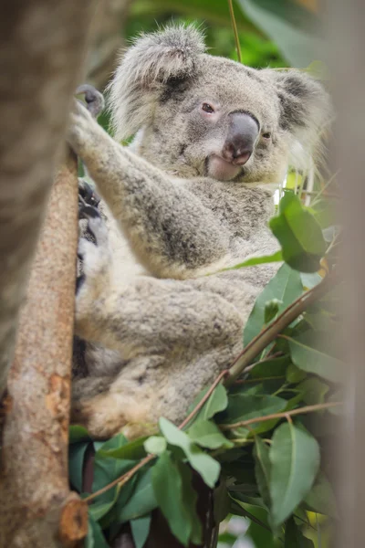 Koala — Stok fotoğraf