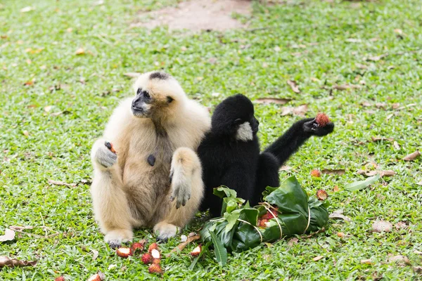 Macaco. — Fotografia de Stock