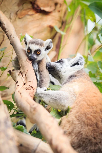 Halka Kuyruklu Lemur — Stok fotoğraf