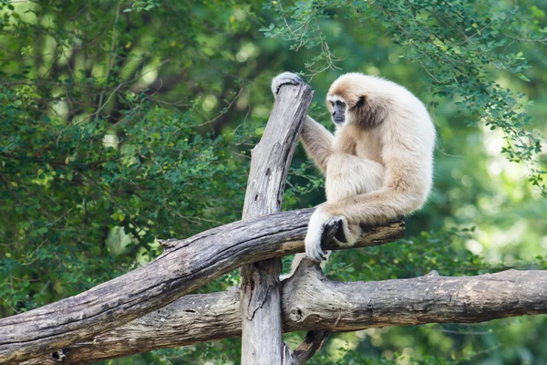 Gibbon de mejillas blancas — Foto de Stock