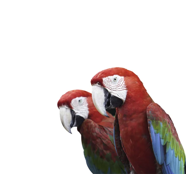 Perroquets — Photo
