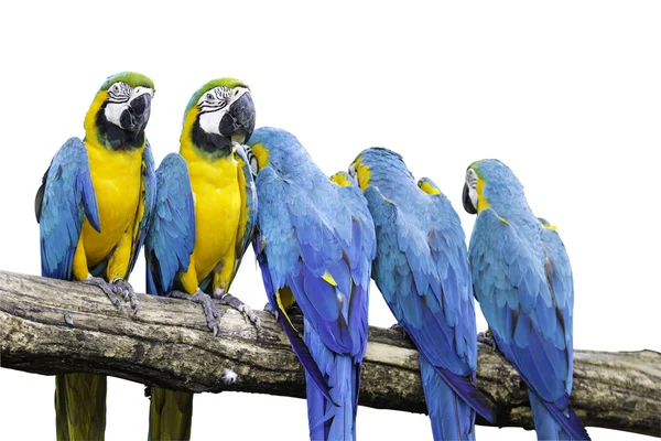 5 parrot — Stockfoto