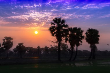 alacakaranlık tarlasında