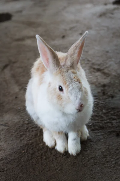 Het konijn — Stockfoto