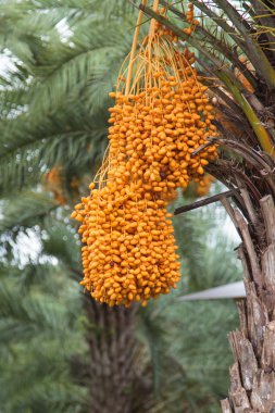  Close up yellow betel nut at palm tree clipart