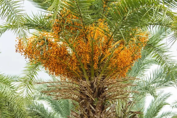 Close-up van gele Betelnoot bij palm tree — Stockfoto