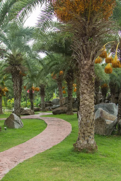 Närbild gul BETELNÖT på palm tree — Stockfoto