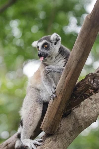 Anello Lemur coda — Foto Stock