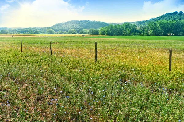 Weiland met blauwe bloemen en hek — Stockfoto