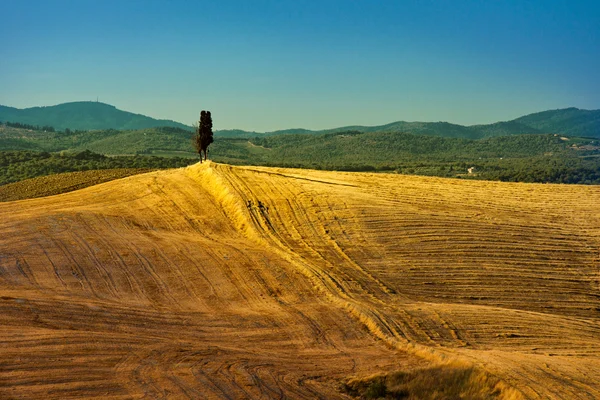 Hill κυπαρισσιών — Φωτογραφία Αρχείου