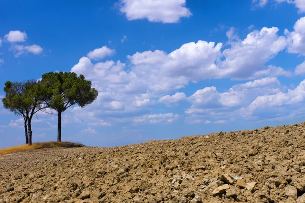 Plowed Field with Pine Trees and blue Sky — Stock Photo, Image