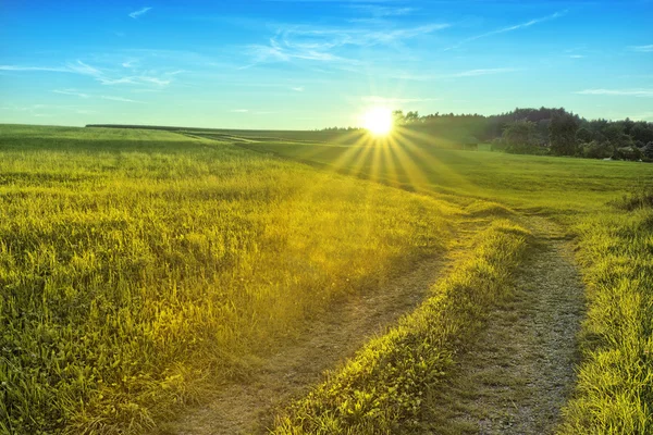 Prati estivi dorati - Paesaggio del tramonto — Foto Stock