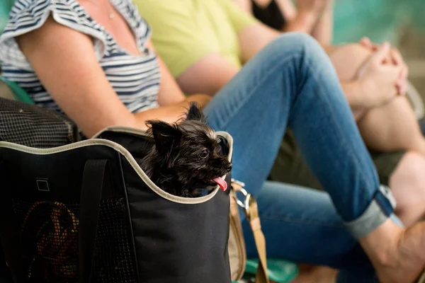 Doggybag - pes v sáčku — Stock fotografie