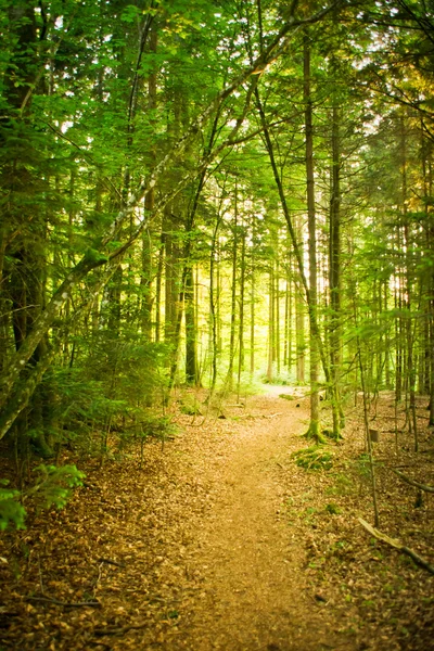 Camino en el bosque natural — Foto de Stock