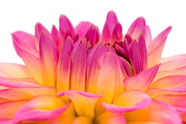 Dahlia Flower Close up — Stock fotografie
