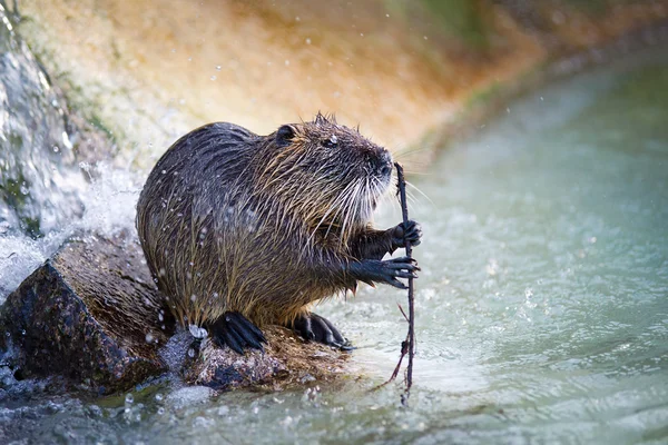 Coypu - Nutria — Stock Photo, Image