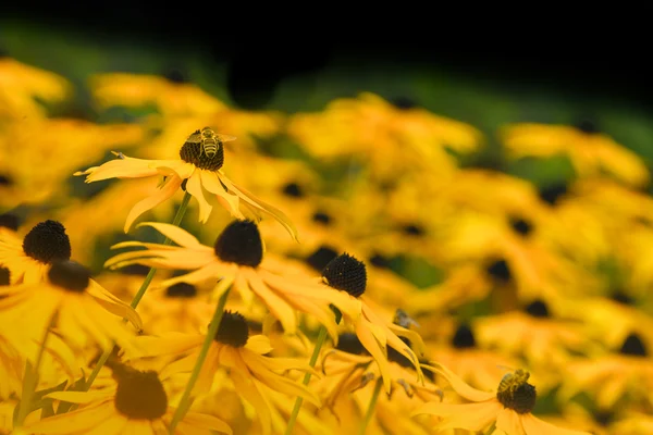 Пчелы на конфлорах — стоковое фото