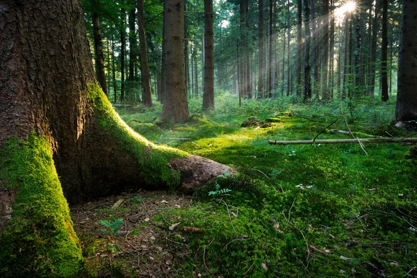 Bosque de cuento de hadas - Tierra — Foto de Stock