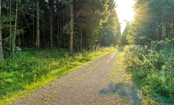 Onverharde weg door betoverde woud — Stockfoto