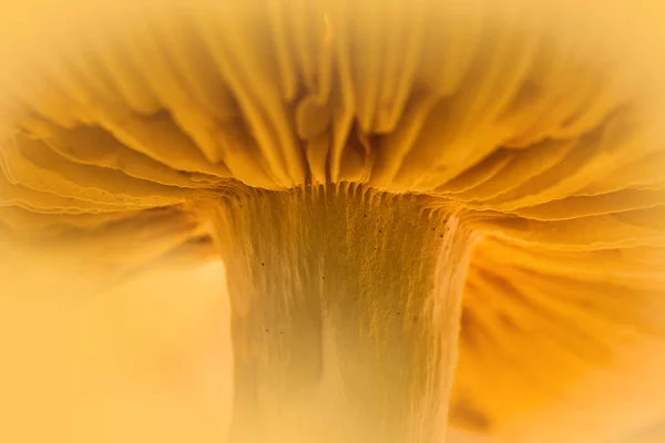Žlutá houby — Stock fotografie