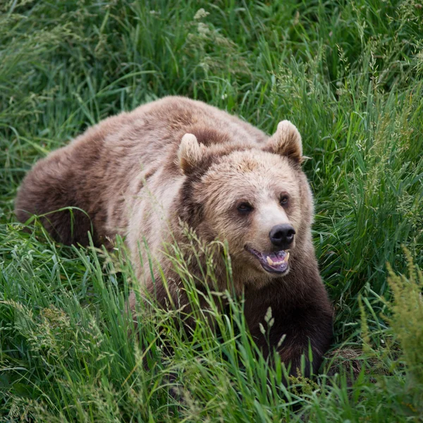 Urso marrom irritado na grama — Fotografia de Stock